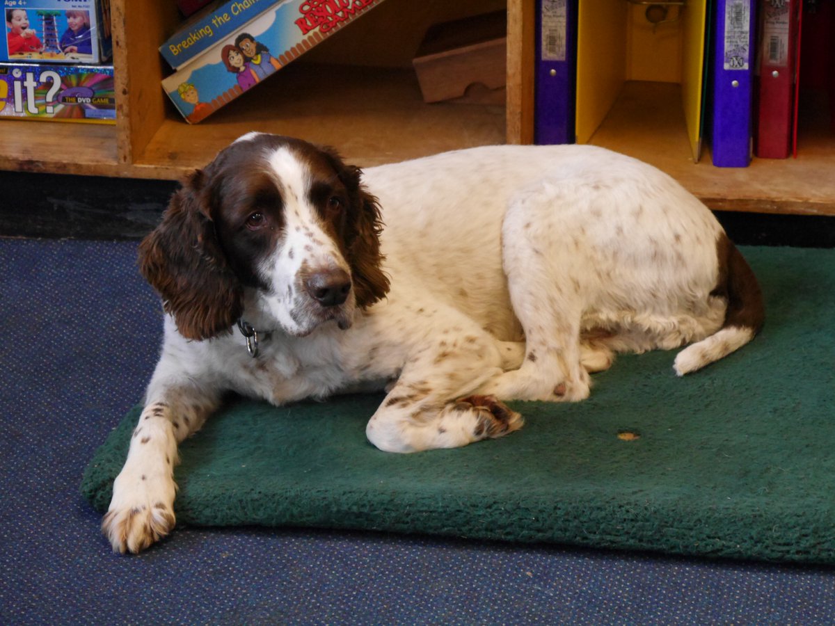 TawseSue's tweet photo. Today Alfie is enjoying his Induction Day in SSB.  He is obviously taking it in his stride!  Good job Alfie :-) https://t.co/DZMzqZhIYR