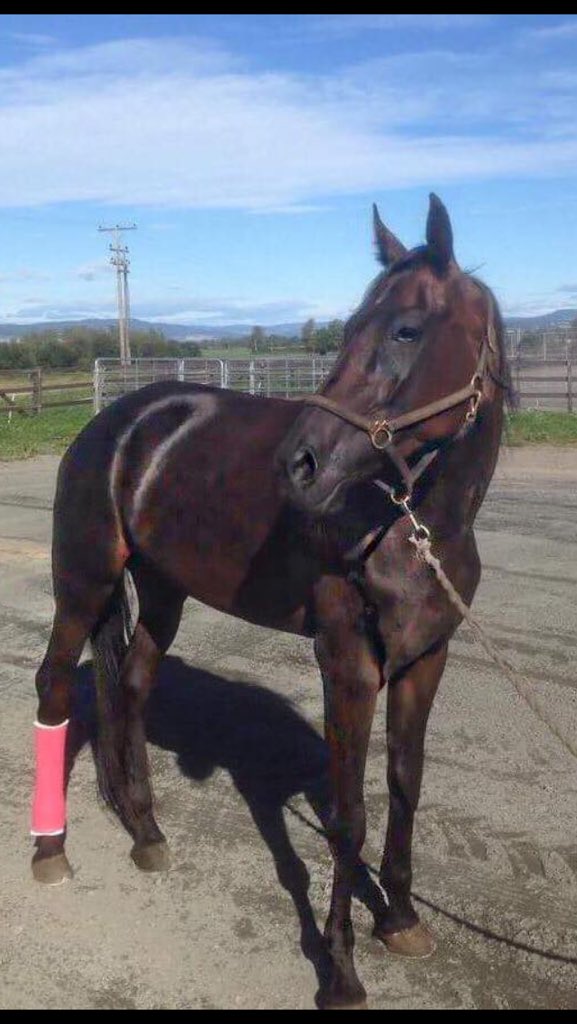 aasegaard's tweet image. Hvis ikke denne lager vakre føll, så skjønner jeg ingenting. Plutselig virker ett år som 15 evigheter..