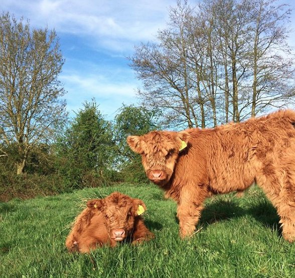 IzziRainey's tweet photo. Finally a little bit of ☀️these two are definitely appreciating it! #highlandcows #highlandcalves #calving #calves #cows #cowsofinstagram #farmlife #farmstudio #farming #inspiration #farmdesigns #farmersdaughter #textiledesigner @highlandsociety https://t.co/nPkl1Qa4iK