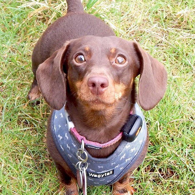 ollieandpenny's tweet photo. Good morning insta-book tweeps! 👍🏻🐶🐾 ....and welcome to May! 🌈
.
#may01st #morningvibes #isleptin #irishdogs #ollieandpenny https://t.co/AOoBJNsHLP