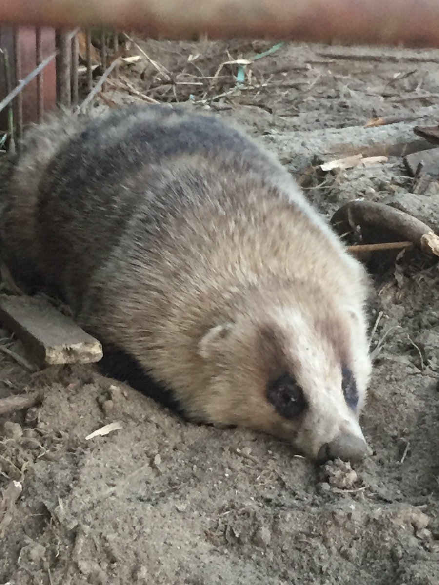 冬威 No Twitter 家のすぐそば イノシシの罠にアナグマが入ったよ ばあちゃんの話だと 猟の時期が終わってるので逃すだけみたい ホッとした 土曜日も 排水溝の中にいたんだよね もう 入っちゃダメよ って 今日２回目らしい 笑 ぬか 好きすぎ アナグマ