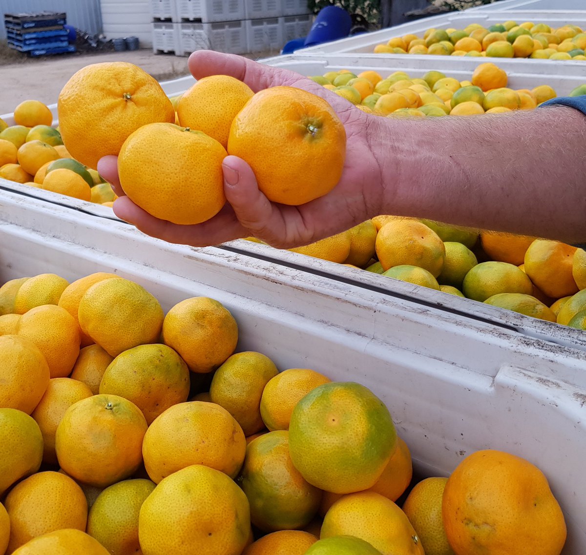 kylie_slack's tweet photo. Enjoy your imperial mandarins from Gayndah they won't be around for long. https://t.co/Ljh4aM8IwX