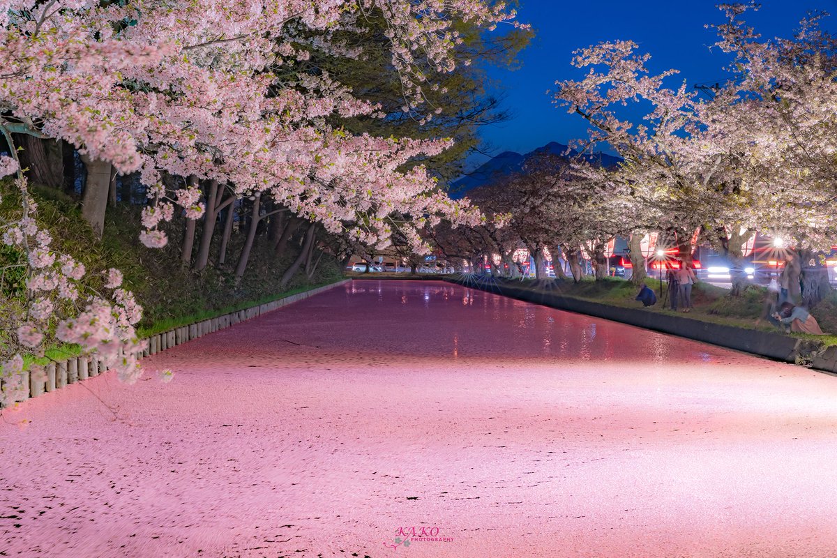 Y Kako V Twitter 18 4 29 弘前城の花筏 弘前城の外堀一面をピンクに染める花筏は 今シーズン42本目撮影の最後を飾るに相応しい素晴らしい桜でした iii 弘前公園 弘前城 弘前さくらまつり 弘前城さくらまつり 写真の奏でる私の世界 東京カメラ部 Tcc Y Kako V Twitter 18 4 29 弘前城の花筏 弘前城の外堀一面をピンクに染める花筏は 今シーズン42本目撮影の最後を飾るに相応しい素晴らしい桜でした iii 弘前公園 弘前城 弘前さくらまつり 弘前城さくらまつり 写真の奏でる私の世界 東京カメラ部 Tcc