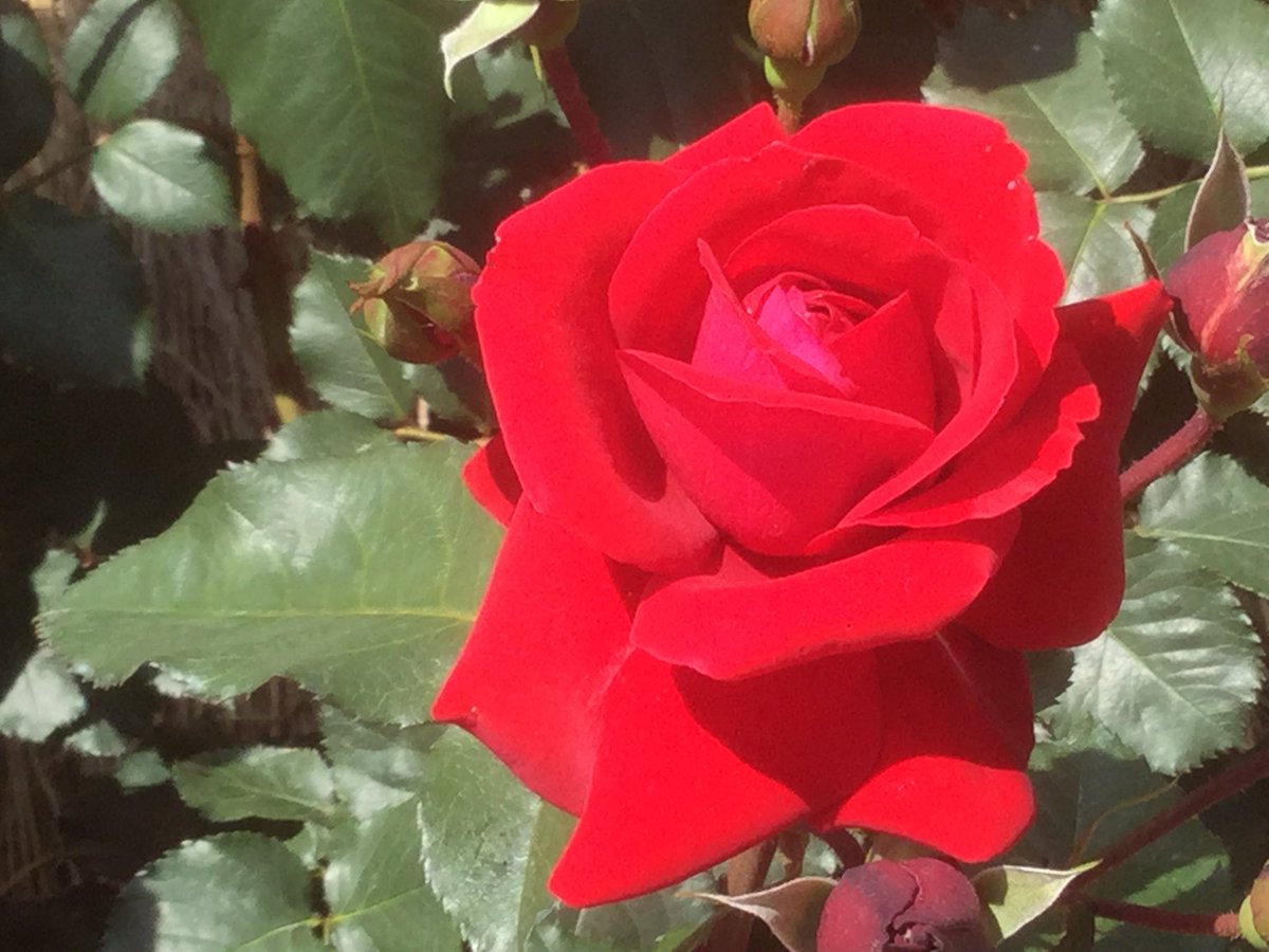 Maria Mieko Matsuoka (@matsuokamieko) on Twitter photo 