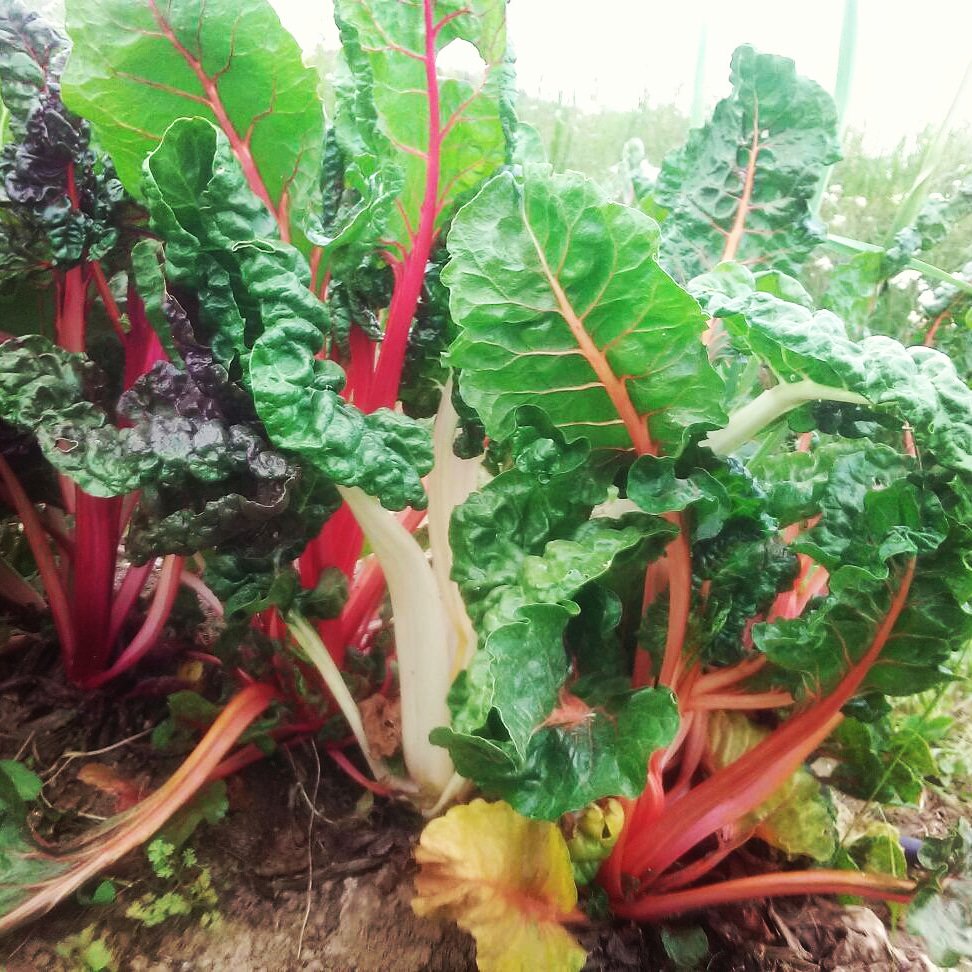 Ecodebio tweet media