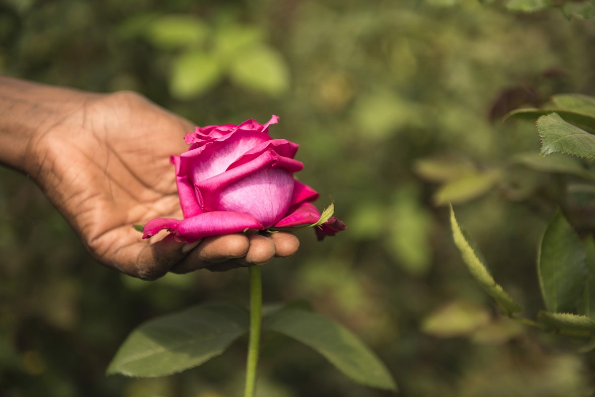 jorviste's tweet photo. While we celebrate achievements of workers worldwide, some workers cannot live off their wages. The #WomenAtWorkcampaign calls on growers, traders, retailers and consumers to pay more to women who pick our roses!
https://t.co/yRnzDPWjKD  #LabourDay https://t.co/reX7GE56ES