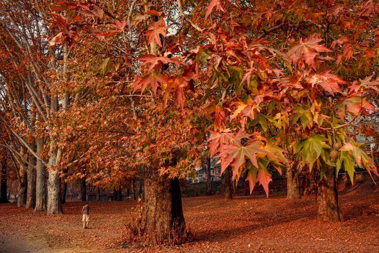 franceculture's tweet photo. Le jardin et l'arbre en particulier, évoque le passé mais aussi permet à l'homme de s'accoutumer à l'idée du temps long. https://t.co/BzPGsoJlk5 https://t.co/elyExHUIxk