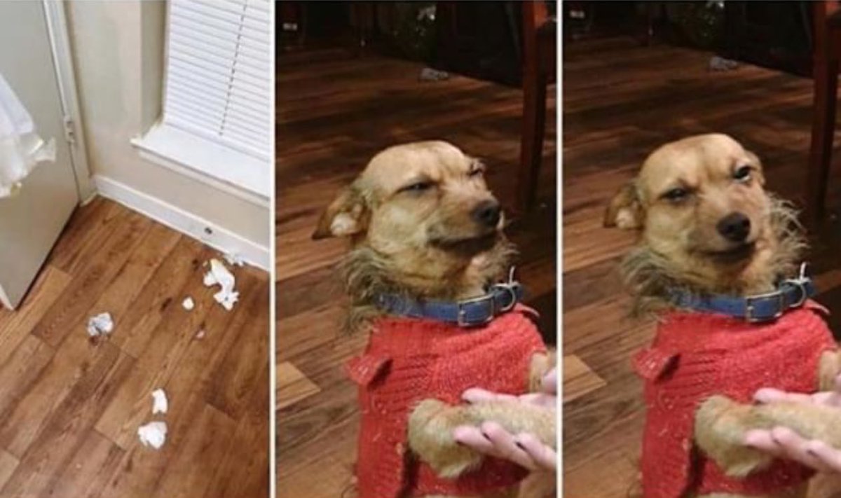 TypicalAnimals's tweet photo. Mina mojego psa po tym iak mama ochrzaniła go za to, że zjadł wszystkie śmieci: https://t.co/iwF3slr3F9