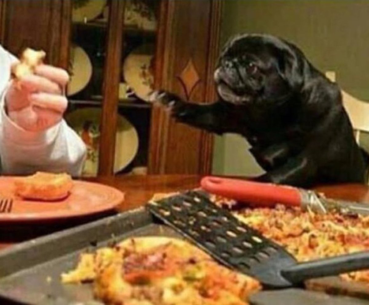TypicalAnimals's tweet photo. Kiedy pizza jest wspólna, a ktoś je szybciej od Ciebie: https://t.co/NtoJ24h89w