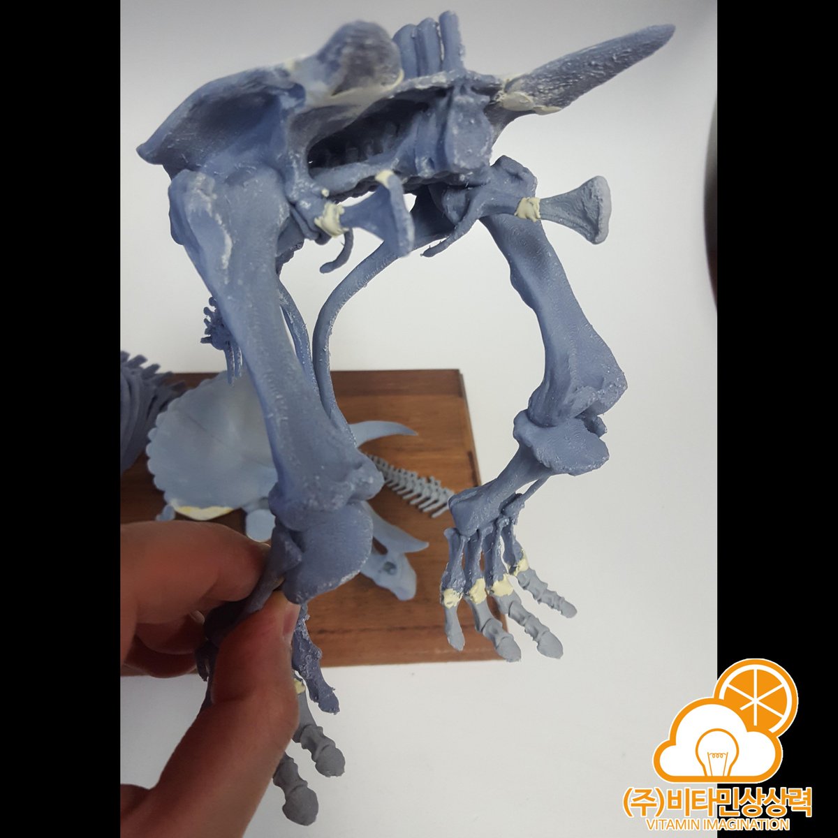 vitaimagination's tweet photo. 50cm 짜리 트리케라톱스 골격도
이제 도색 해볼려까 하는데 걱정중 ㅜ ㅡ ㅜ
#Tyrannosaurus #dinosaur #dino #dinosaurs #티라노사우루스 #트리케라톱스 #triceratops #skeleton #골격 #골격도 #VImodels #VitaminImagination #비타민상상력 #tyrannosaurus #3dprinting #3dprint #공룡 #figure https://t.co/Snlk0Tr276