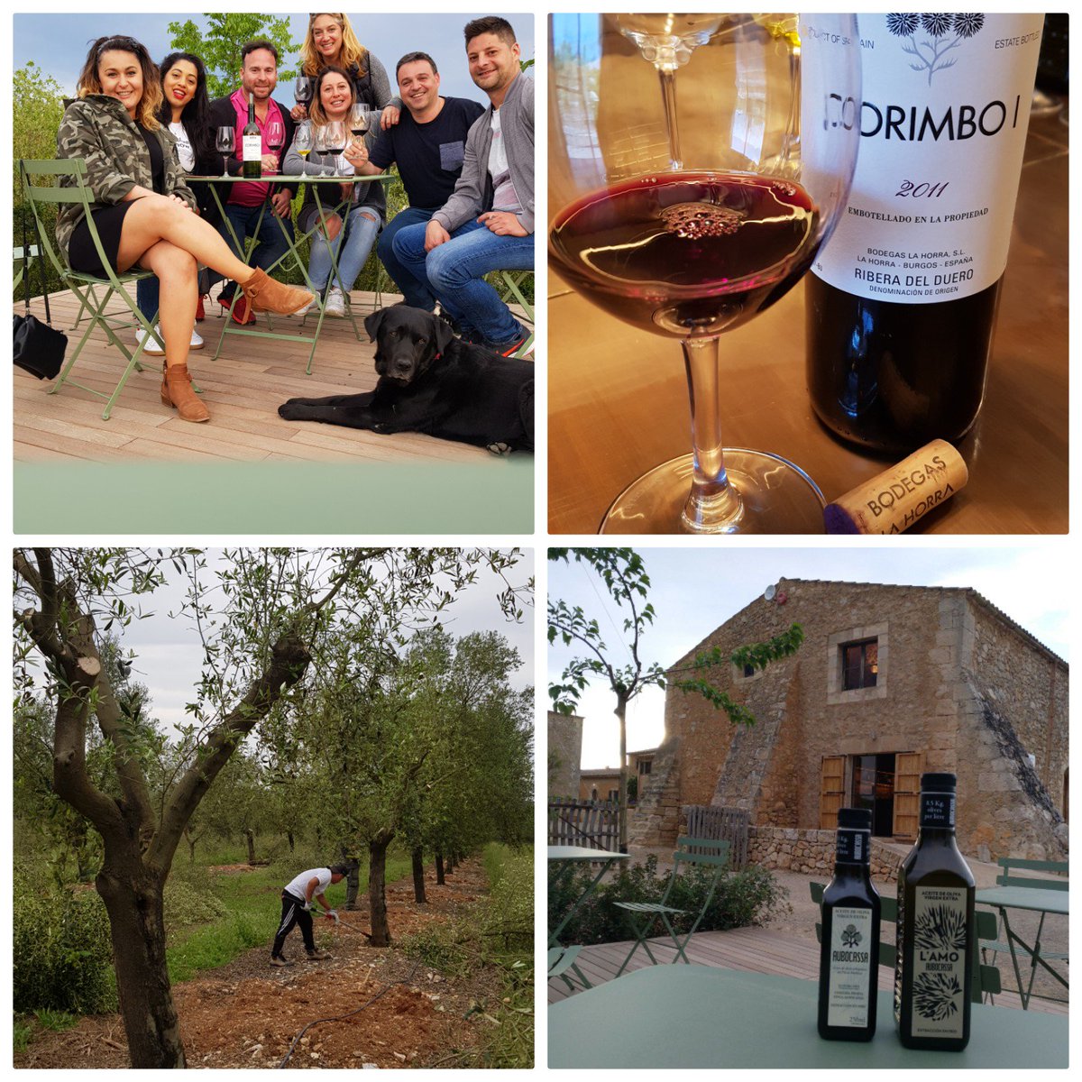 vinotenis's tweet photo. Un placer disfrutar con Tiffany @aubocassa de un entorno privilegiado. En busca de la excelencia. #oroliquido #aceite #aceitedeoliva #mallorca https://t.co/7mpULO663o