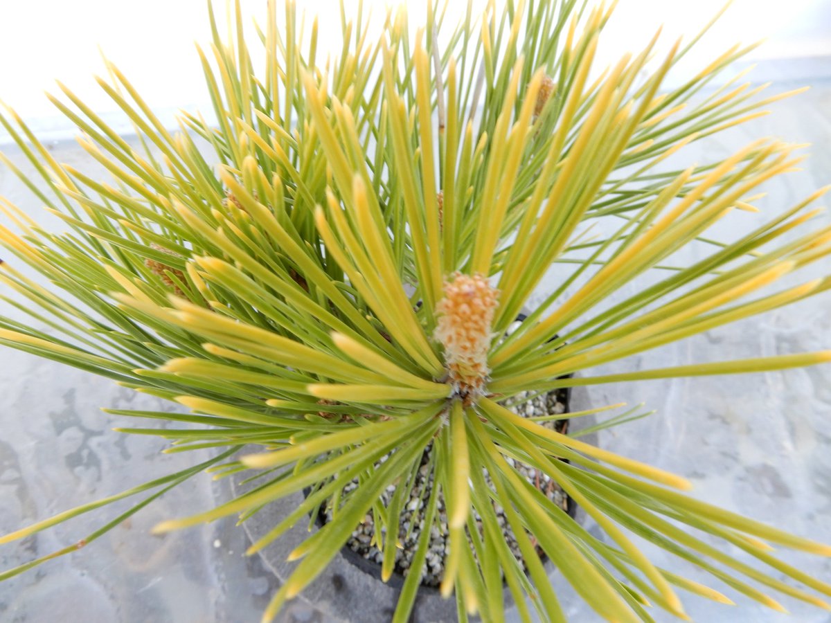 蛇の目松 ジャノメ松