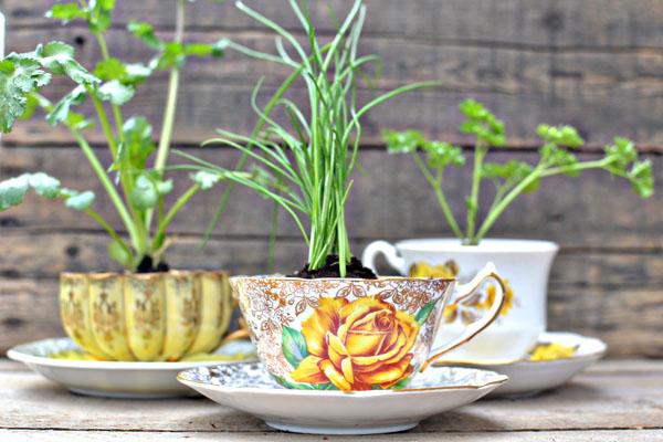 vcreekgarden's tweet photo. Tea Cup Planters for Herbs - https://t.co/sgvWcJfsUI
#CreativePlanter #Planter #TeacupPlanter https://t.co/LAd0UulHrI