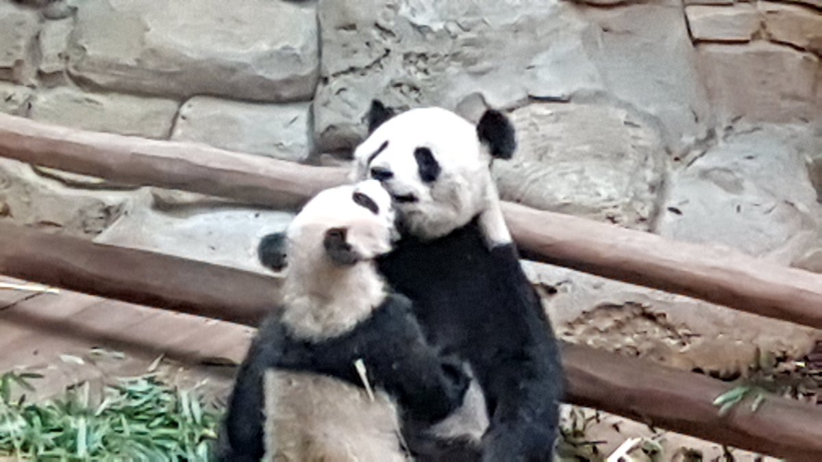 zispo67's tweet photo. @zoobeauval #YuanMeng #amour #adorable #bébé https://t.co/DmHQidvkww