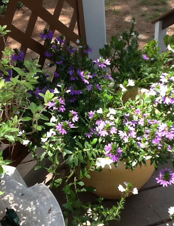 maryannwrites's tweet photo. Happy #MayDayIsFunDay Not fun for me at Dr. office, but fun for some. Lovely spring flowers everywhere & I will enjoy mine when I return home. https://t.co/g7ouhKcf7l