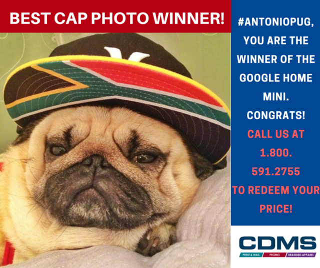 cdmservicesreno's tweet photo. @antoniothepug, you are the winner of our Best Cap Photo contest. Congratulations! Thanks to all 282 participants who shared some amazing photos! You are the best! #promoitems #cdmslive #business #brandedapparel  Antonio The Pug 🐶 #antoniothepug @google https://t.co/eQHrw5ksCa