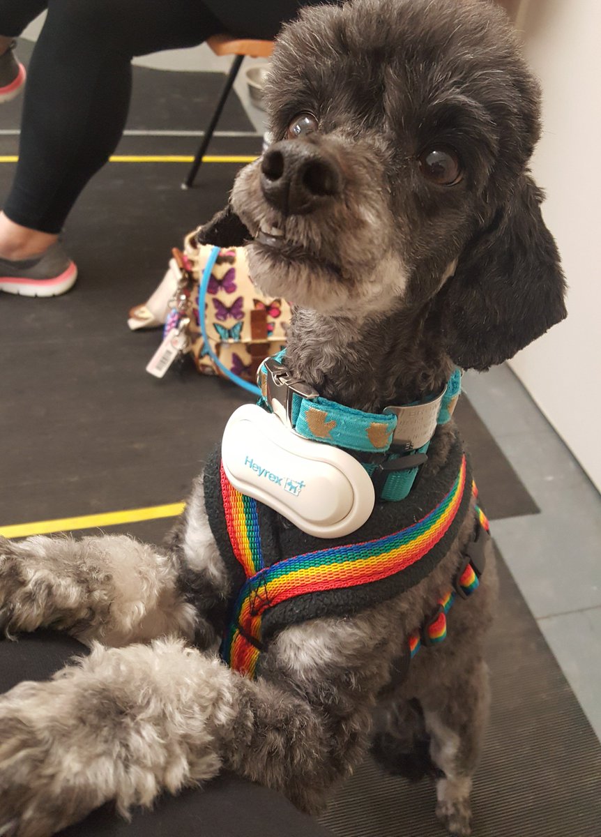 littletallack's tweet photo. Nervous #dogs of all shapes & sizes join my #doganxietystudy.
Today Murdoch was a whizz at our fun behaviour assessments, very keen on his cheese! For more information, contact me at dog-anxiety-study@bristol.ac.uk https://t.co/XTzsdlwY69