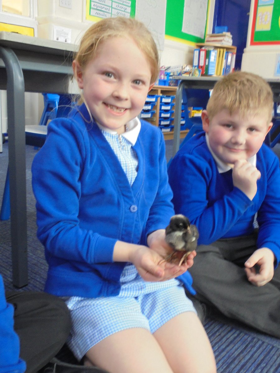 CPAMrsTweddle's tweet photo. We had a great afternoon taking care of our baby chicks! @CroftwayPrimary https://t.co/231VyuSKFl