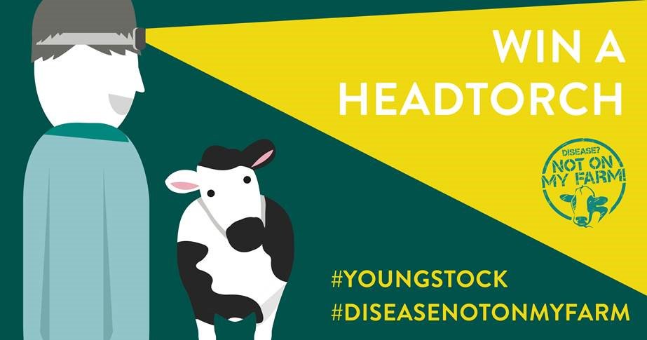 SenseHubGB's tweet photo. Calling all cattle farmers, we need your help. We’re researching how you manage your youngstock on farm – fill out this survey to tell us what you do: https://t.co/ZGJsAm636V https://t.co/FVwqIv6Trf