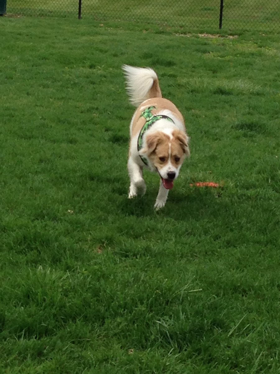 SharonOnTopic's tweet image. The #dogpark is awesome! #strayrescue #itsadogslufe #penpalal