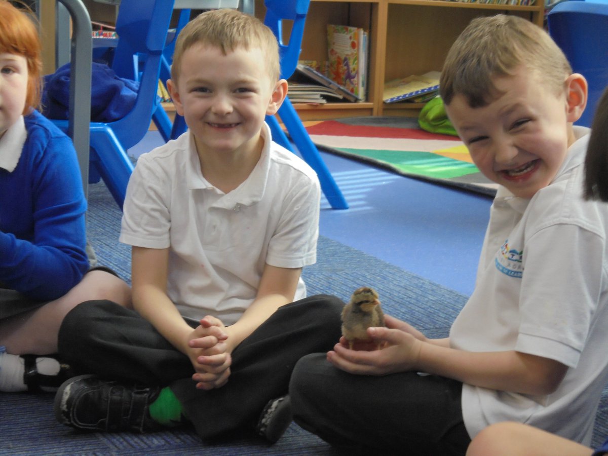 CPAMrsTweddle's tweet photo. We had a great afternoon taking care of our baby chicks! @CroftwayPrimary https://t.co/231VyuSKFl