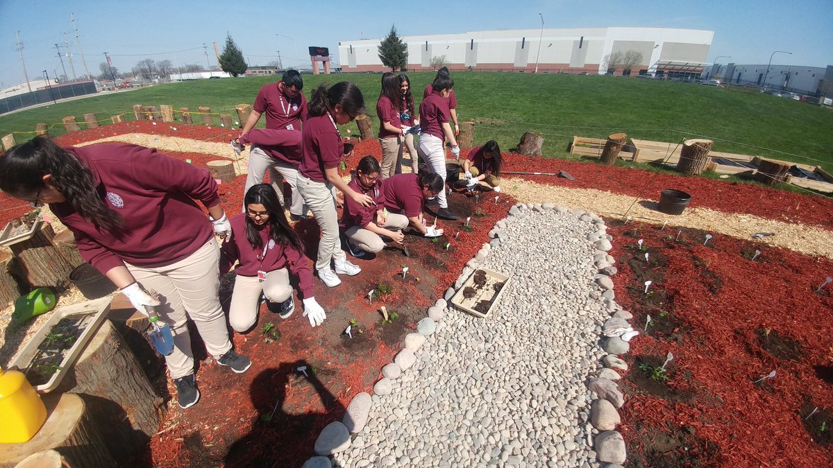 bio_otoole's tweet photo. 1st two periods put the plants we've been growing in the classroom since early March outside today. Over 200 common milkweeds, butterfly weeds, and wild perennial lupines. Hundreds more to go. #MortonPride https://t.co/bXpNFipatw