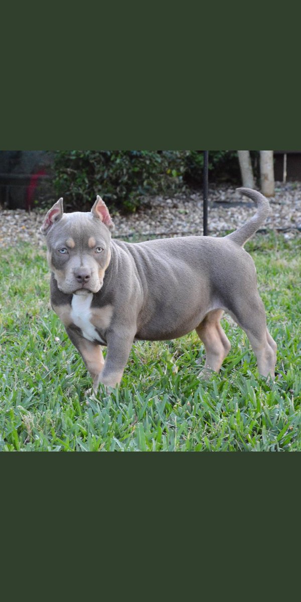American Bully (@americanbully10) on Twitter photo 