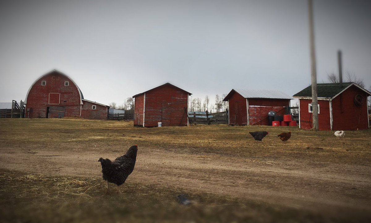 chuiko2's tweet photo. Sure wish twitter had a smell button, nothing beats a fresh, spring rain smell. Donโt think weโll get much, but Iโll sure enjoy it while it lasts. #happy #chickenslikeittoo #redbarn #needspaint #ranchlife #rain #hillsarewhite https://t.co/zw19x4r6r9