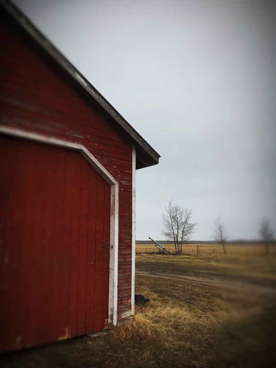 chuiko2's tweet photo. Sure wish twitter had a smell button, nothing beats a fresh, spring rain smell. Donโt think weโll get much, but Iโll sure enjoy it while it lasts. #happy #chickenslikeittoo #redbarn #needspaint #ranchlife #rain #hillsarewhite https://t.co/zw19x4r6r9
