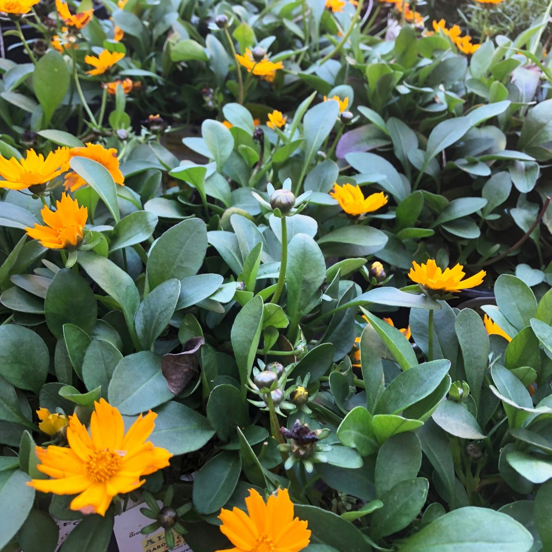 Coreopsis 💛 For a burst of sunshine in your garden
#showybloomer #yellowblooms #longlastingblooms #bedding #borderplant #quickspreader #daisylike #beesandbutterflies #welldrainedsoil #fullsun