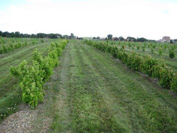 #Hazelnut production workshop from Growing Acres, .<a href="/RSDPMN/">RSDP</a> and .<a href="/RiverlandCC/">Riverland Community College</a>,  on 5/22 in Austin. 

Details here - z.umn.edu/3gx3