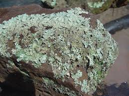 FLHS_allyb's tweet photo. during primary succession, the first organism to grow on the rocks are typically lichen. lichen are pioneer species and they eventually turns rock into soil, making it suitable for plants to grow. #EcologicalSuccession #primarysuccession https://t.co/sGTvYWds1k