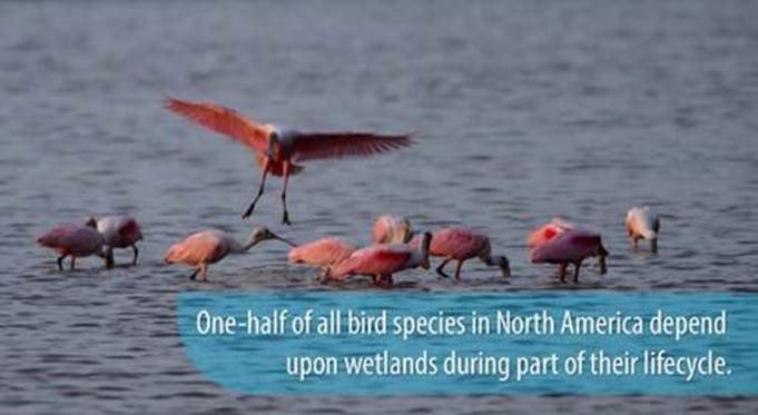 USDA_NRCS's tweet photo. When #wildlife take up residence on your land, it’s nature’s way of telling you all is well. https://t.co/TV1OFpK97I  #WetlandsMonth https://t.co/lc2c4AHpfz
