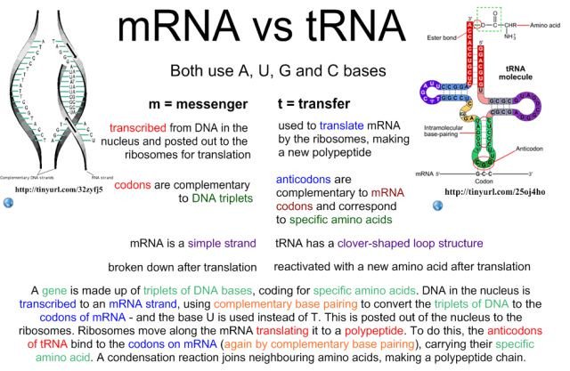 3_rhmn's tweet image. #laboratory 
Comparison between mRNA and tRNA