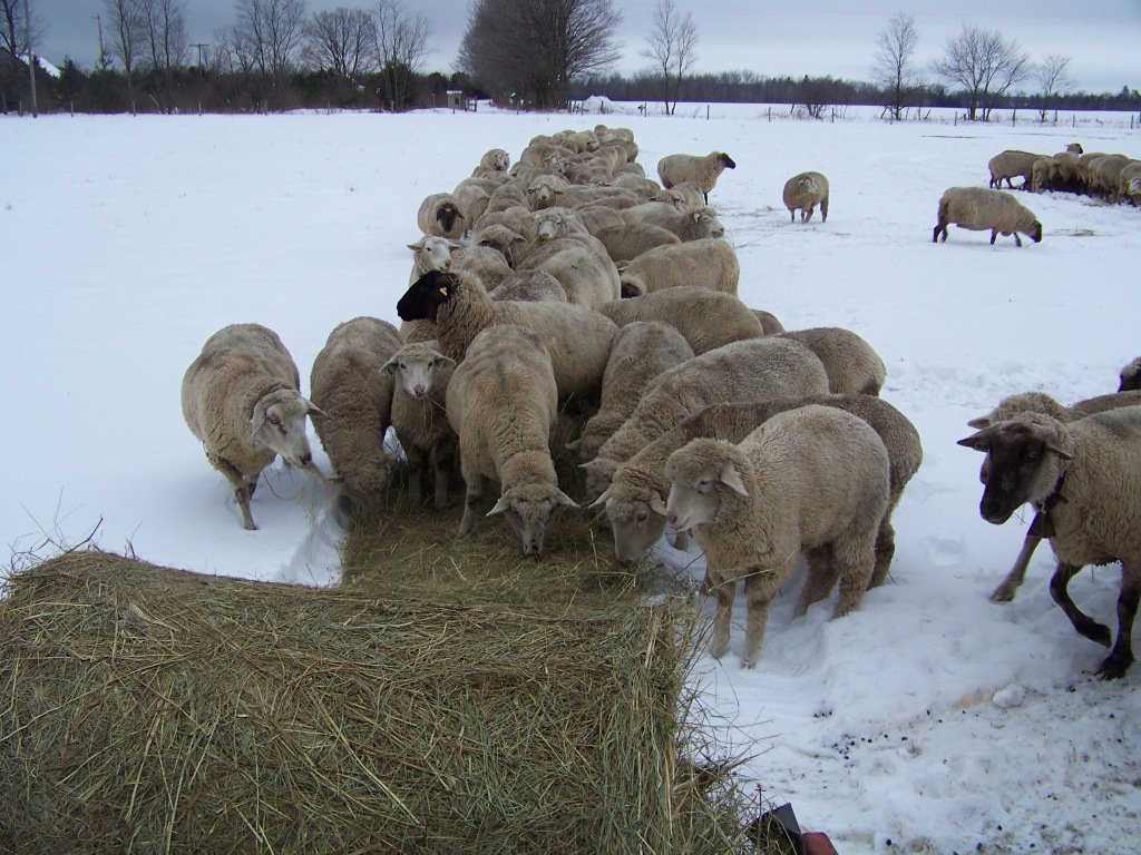 Winter catch up bristollamb.com/2018/05/01/win…