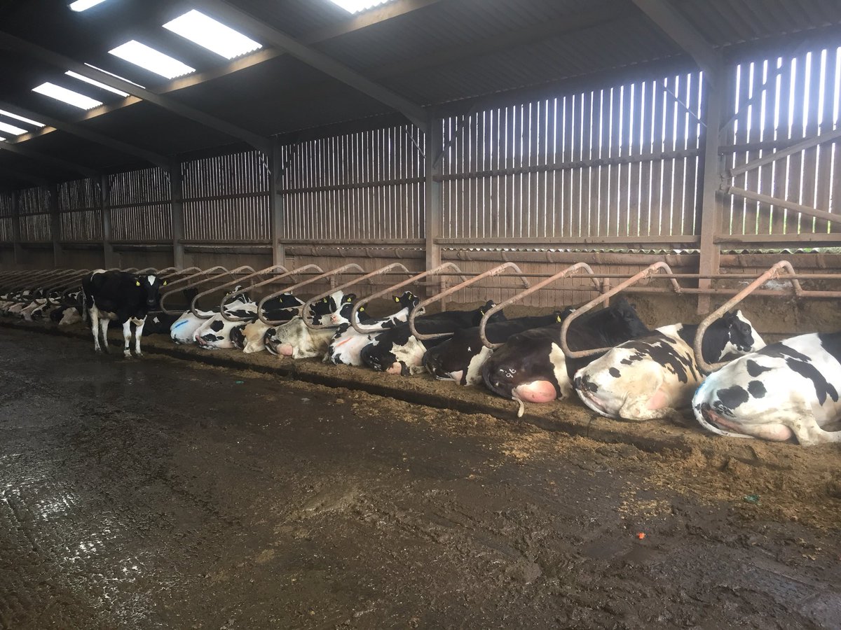 Richard1980ARN's tweet photo. Heifers on green bedding, they seem to approve! @ARN_Home #dairy #cowcomfort https://t.co/BsXkRhnylk