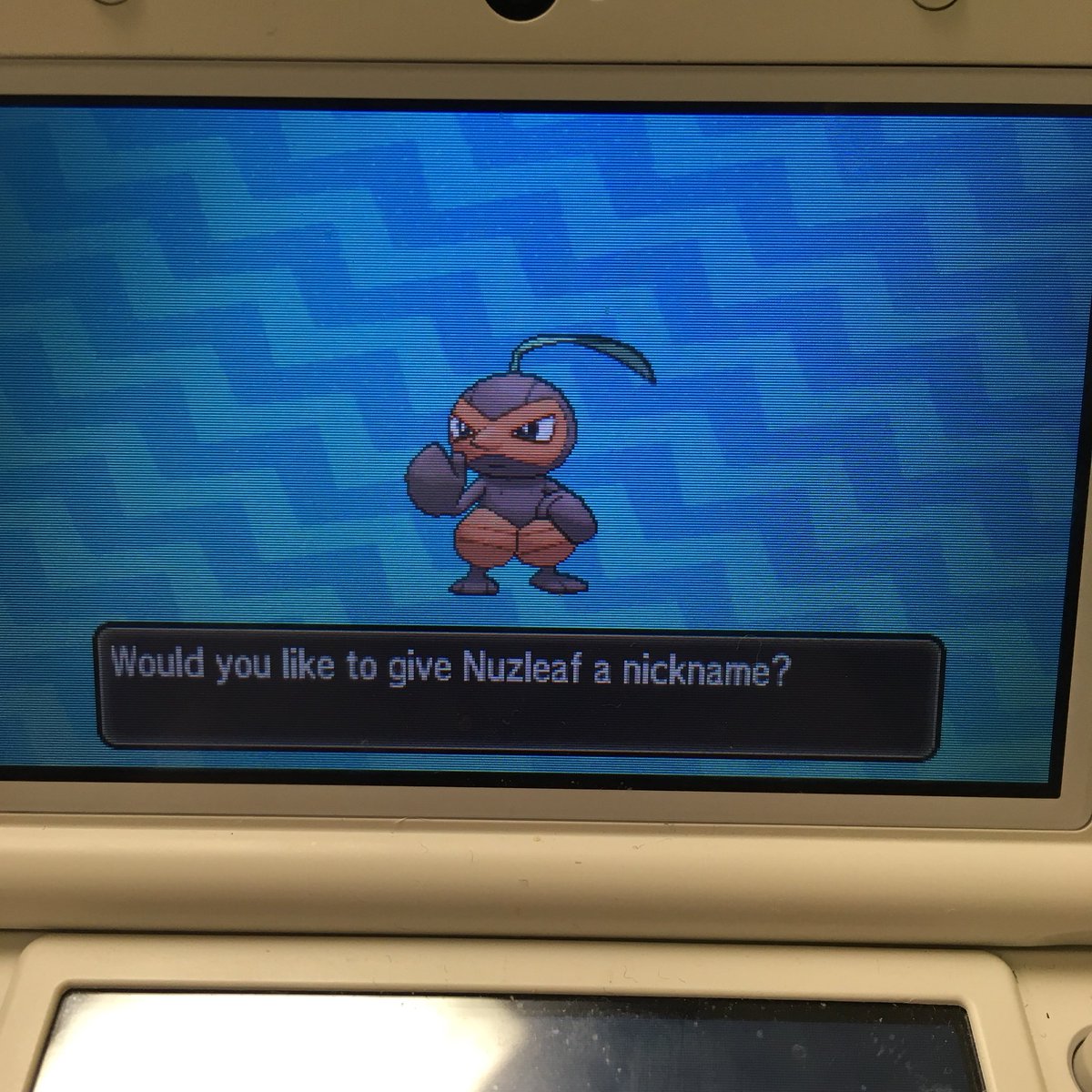 PokeFanTrevor's tweet photo. Got my FIRST wormhole #shiny in #PokemonUltraSun Shiny #Nuzleaf FINALLY #Pokemon #shinypokemon #wormholeshiny #shinyhunting @Ppenguin66 @Hound00med https://t.co/rlgBoVzfmo