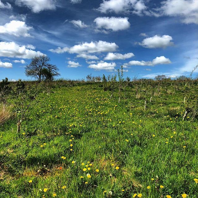 farmerpaula's tweet photo. Looking up the new planting - rides a carpet of dandelions. Wonderful clouds and sky #farm #trees #plantingwoodlands #april #sun #coldwind #environment https://t.co/pYeayUxOt8 https://t.co/jfcg6f67OH
