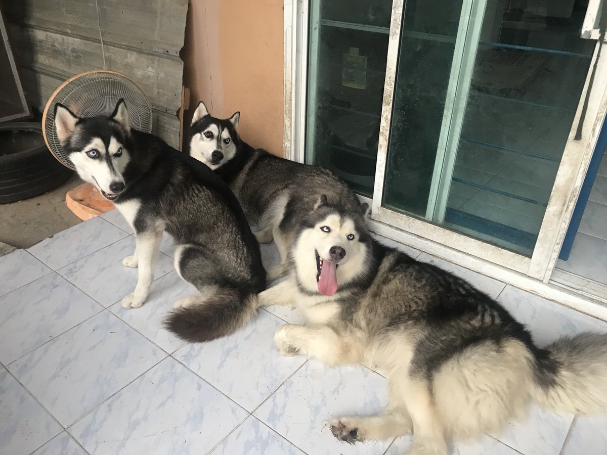 PPasuktum's tweet photo. มีหมาเป็นเพื่อน https://t.co/6obphwxO7W