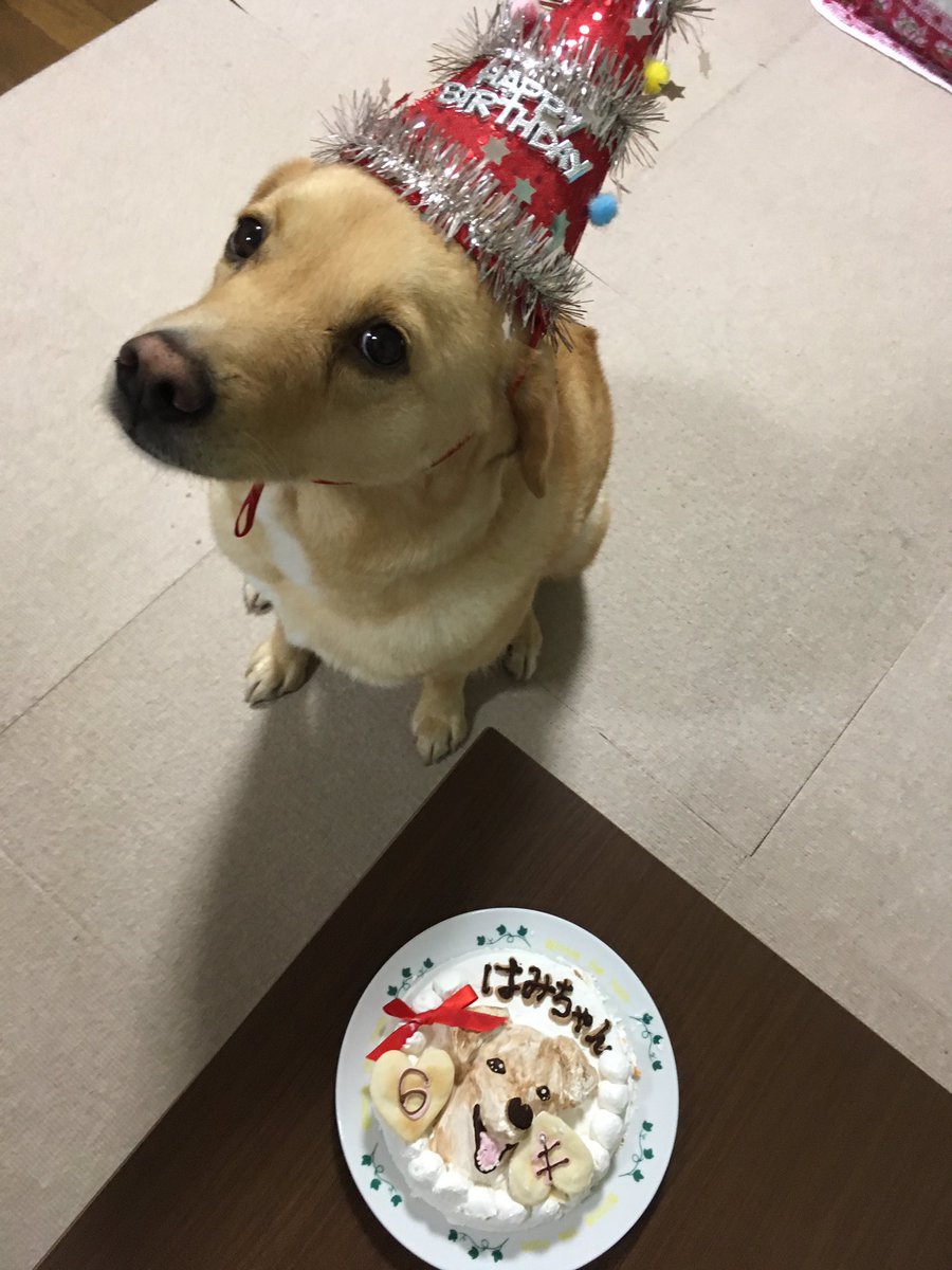 hammy0501's tweet photo. ハッピーバースデー🎉
はみー ６歳になりました！

#dogs #HappyBirthday https://t.co/i4yEeR7C0Y