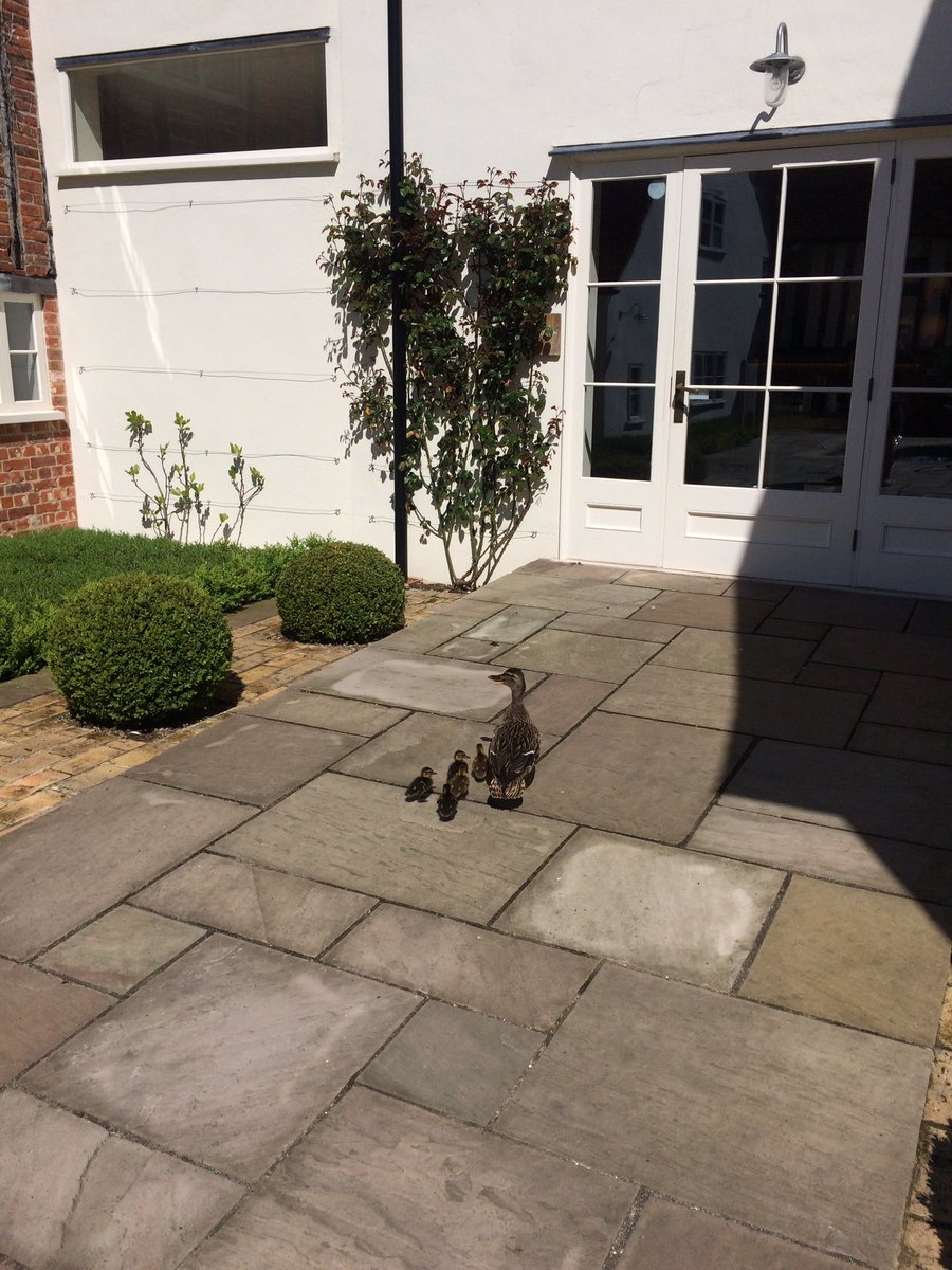 WeaversHouseSpa's tweet photo. Mummy duck had designs on our spa vitality pool, for her brood today....
@Swanwhisperer @RSPBintheEast @GoodSpaGuide @TempleSpa @JenniferSkin https://t.co/rRHnGy3mS5