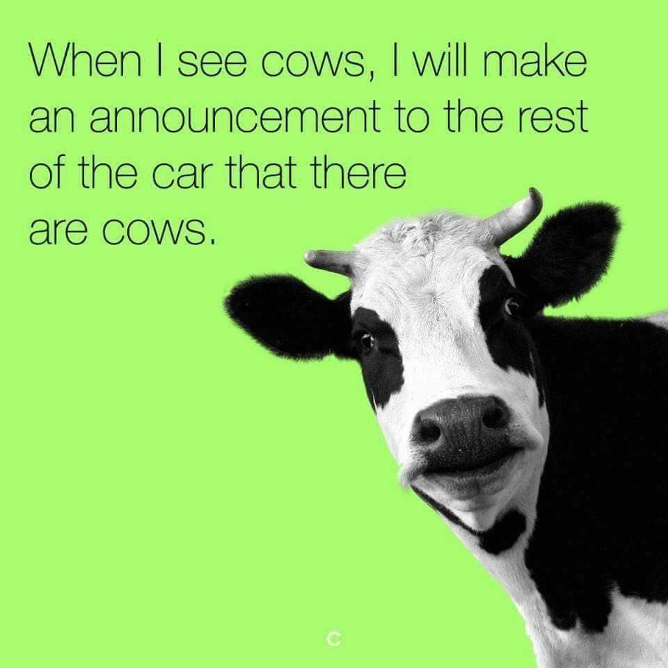 WeeStravaigin's tweet photo. This is what’s important on #coosday #highlandcoos #cooradar #cooalert https://t.co/pnYXuaYsOX