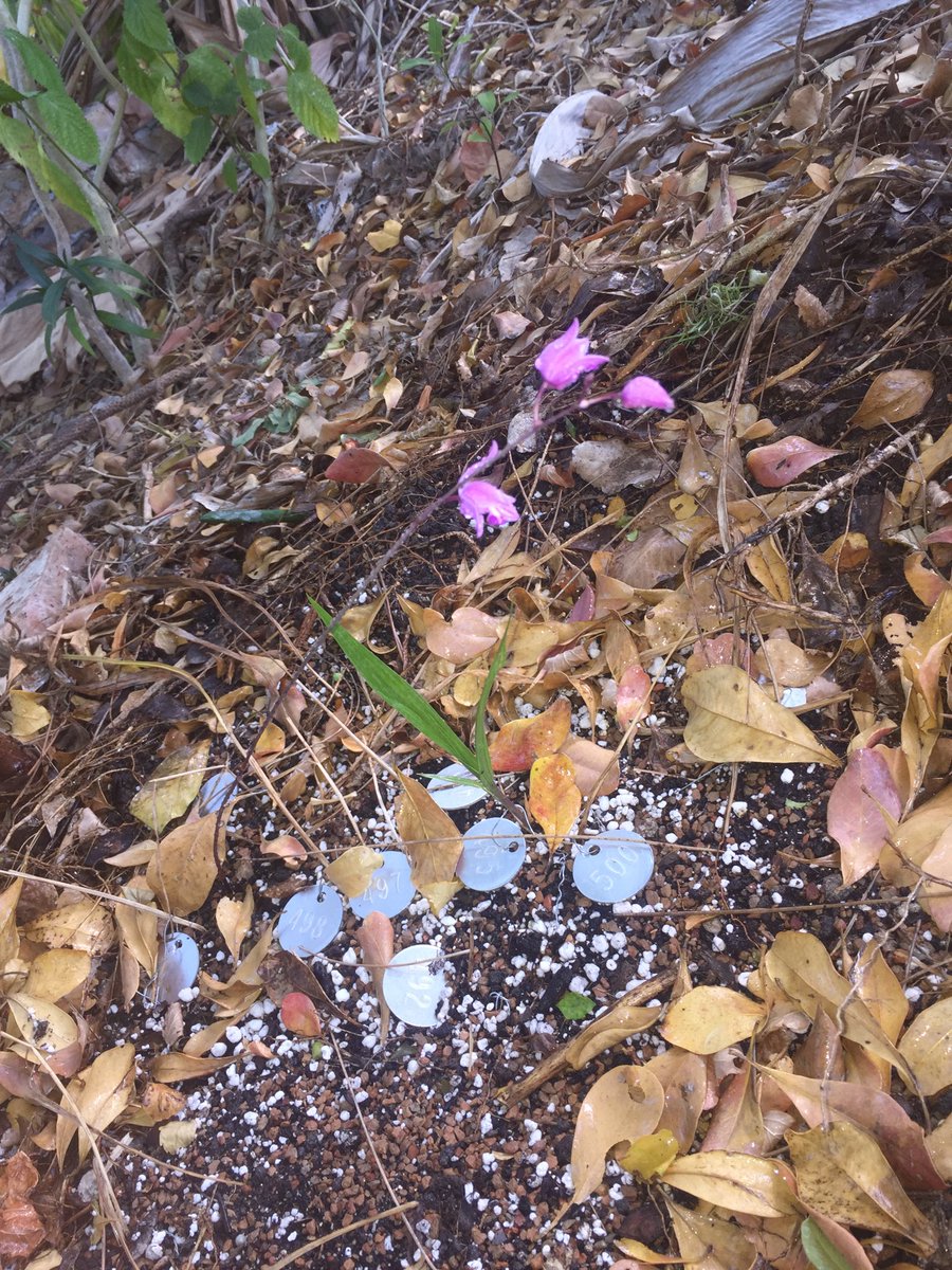 killianfc's tweet photo. Julia Hoar @HJ_killian@MillionOrchidProject orchid in raised planter bloomed. Safe from weed whacker-Checking for seeds. Showed picture to Dr. Downing. https://t.co/lZXKRmh506