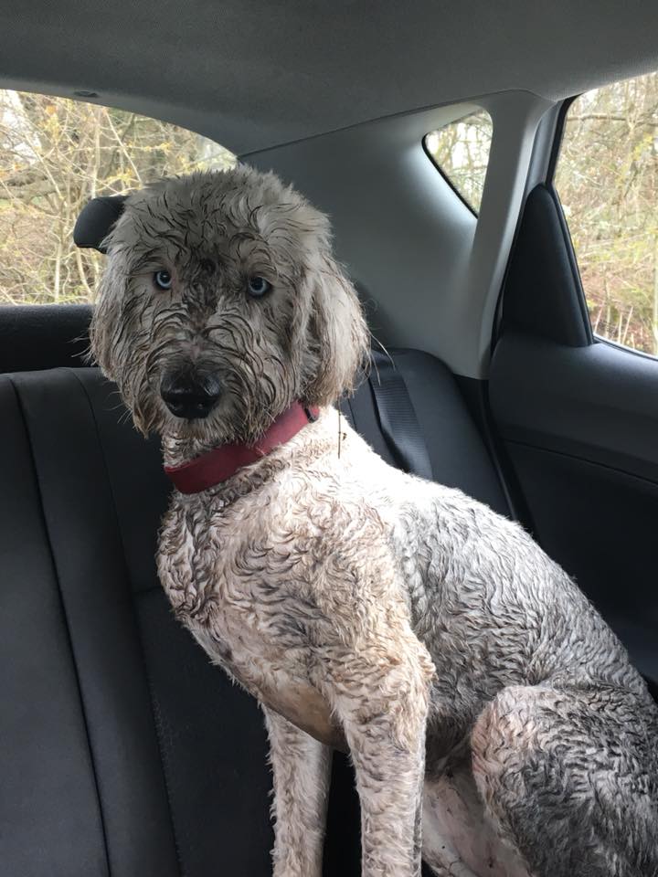 MicroShield1's tweet image. #Microshield to the rescue after having this mucky pup in the car.  To say it was a tad grubby &amp;amp; a bit whiffy, is an understatement.  After a clean and a #Microshield #Disinfection treatment my brief was #germ &amp;amp; #odour free.