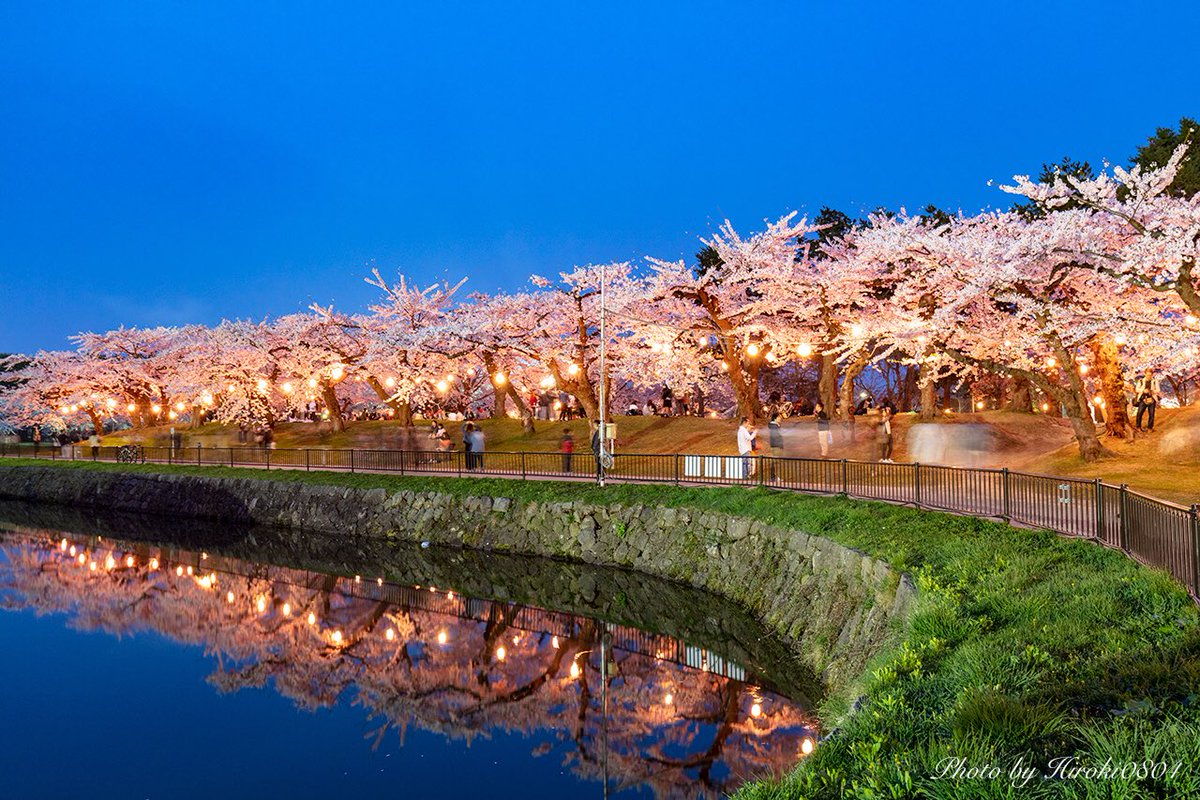 五稜郭公園の桜