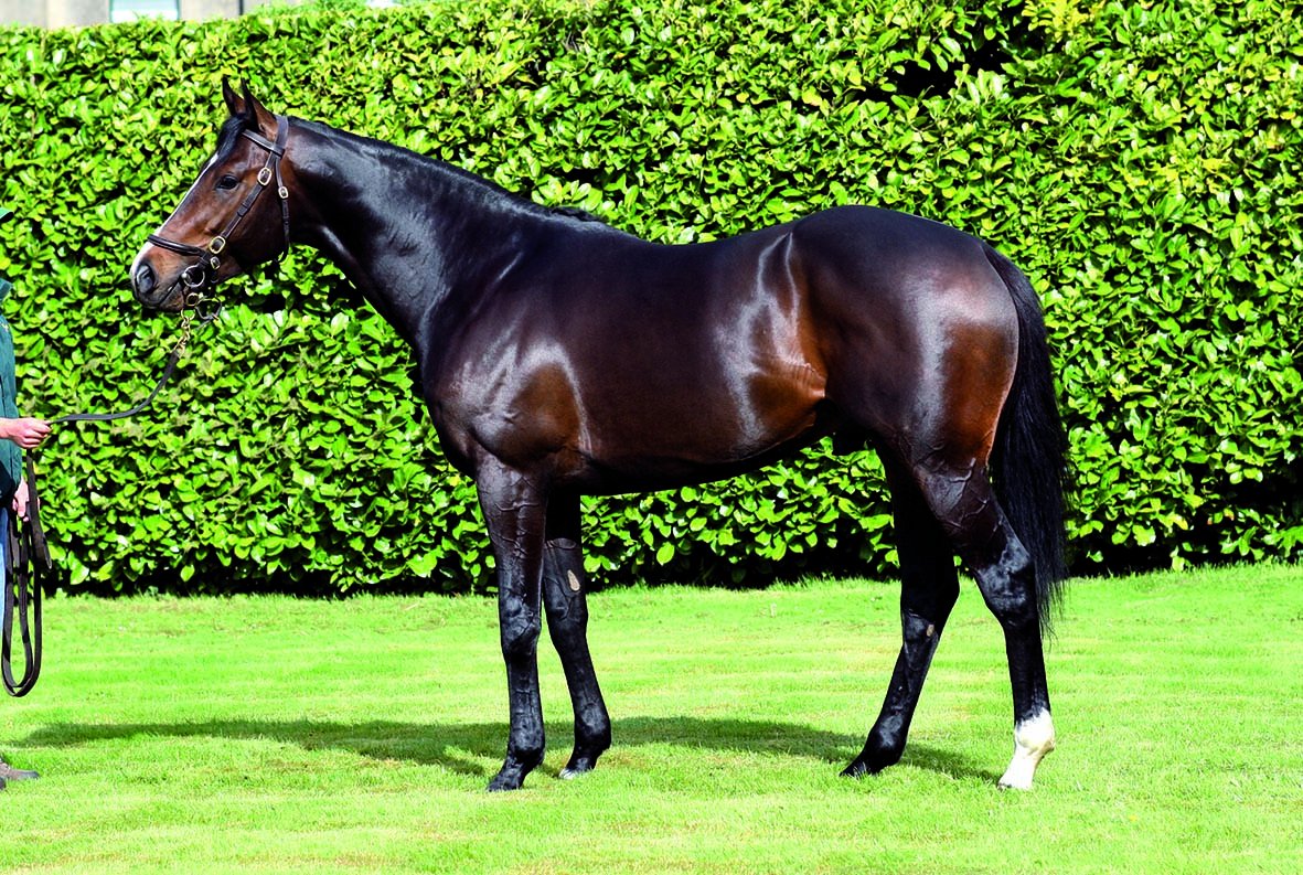 Gr.3 success for Lawman <a href="/BallylinchStud/">BallylinchStud</a> as the Freddy Head-trained LUMINATE (Ire <a href="/IREthoroughbred/">ITM</a>) battles on to win the Prix Penelope at Saint-Cloud. Sold <a href="/Goffs1866/">Goffs</a> by <a href="/BarodaStudIre/">Baroda Stud</a> to John &amp; @JakeJWarren. Bred by Philip &amp; Mrs Jane Myerscough. Full result in EBN tomorrow.