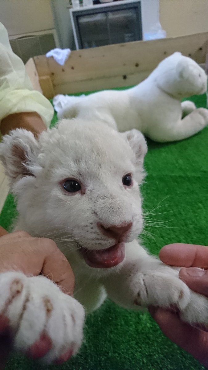 姫路セントラルパーク サファリ 公式 ななちゃんとブラン君ですが ついにホワイトライオン展示場にデビューしました 15時半 閉園時間まで会うことが出来ます 大きくなった二人に会いに来てね 姫セン サファリ ホワイトライオン