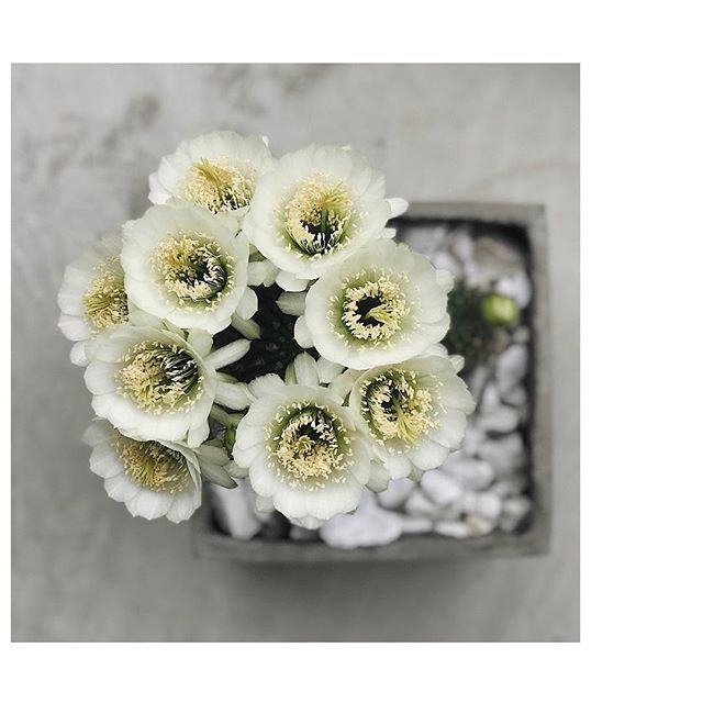 oilandgrain's tweet photo. April showers defs brought new May flowers! #cactusbloom #cactusmom https://t.co/PSbMppqxFd https://t.co/wRztDL2wLN