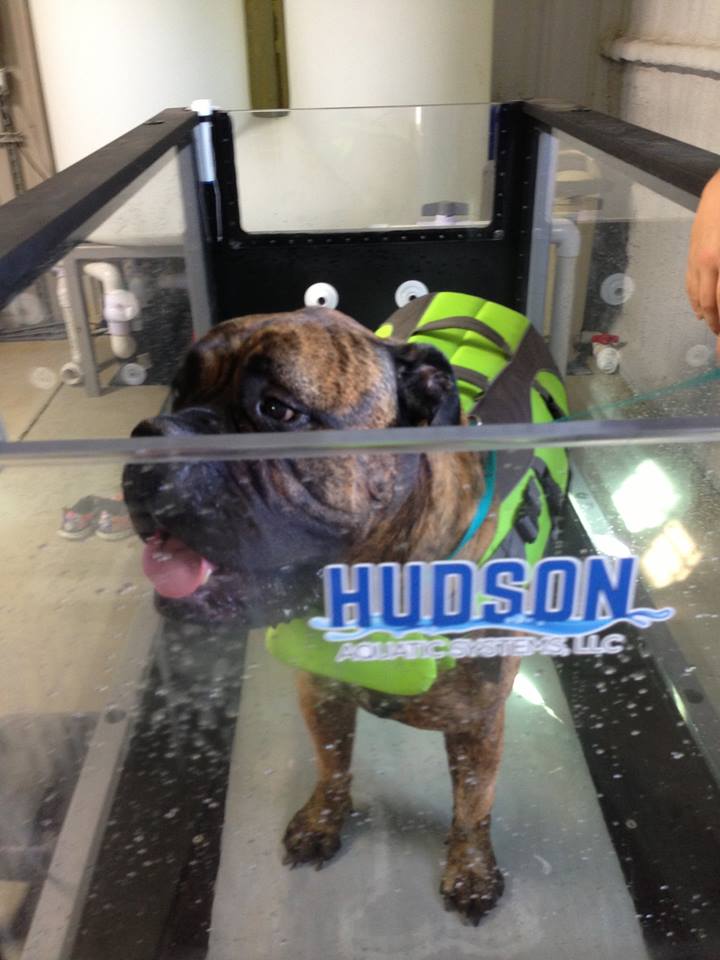 From big to small, Hudson Aquatic Systems loves them all. Have you thought about adding a furry friend to your family? It's perfect timing for National Adopt a Shelter Dog Day! Take a look at your local shelter for your next forever friend.