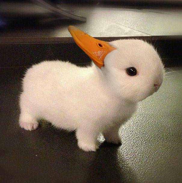 fluffy duck animal